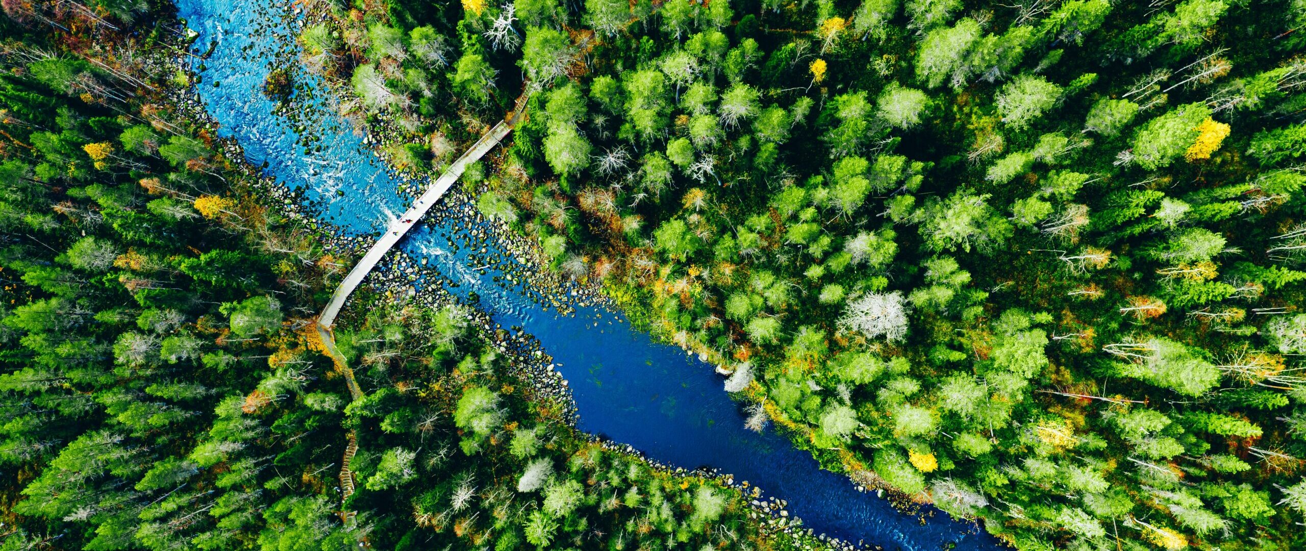 Aerial View of a Serene River Flowing Through a Dense Forest Landscape with a Wooden Bridge